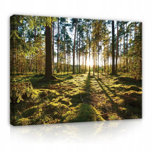 Canvas Image LASER TREES NATURE LARGE 60x40