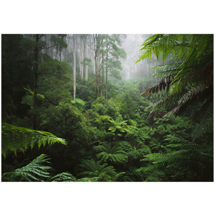 fototapety dažďový prales džungle listy obývacia izba spálňa tapety 150x105