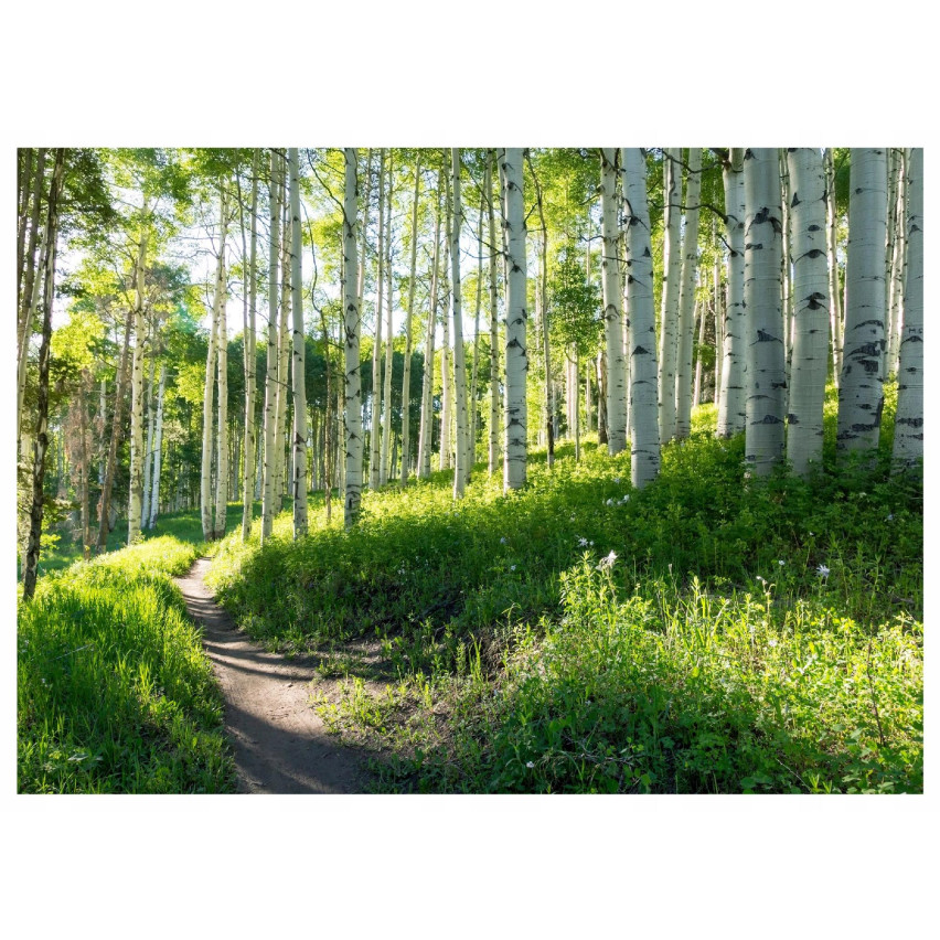 foto murale sunburst forest per soggiorno murale 350x250