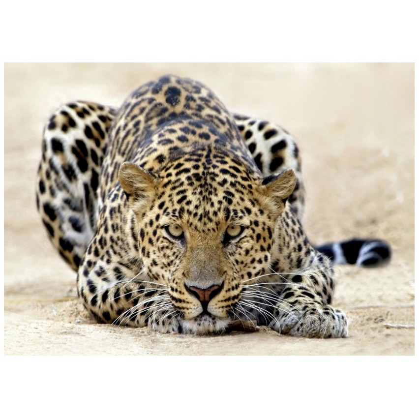 JAGUAR AFRICA TIGER PHOTOPAPET FOR THE SITTING ROOM WALLPAPET 250x175